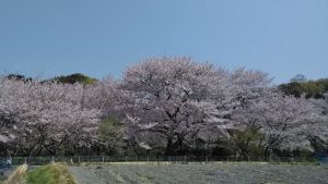 桜