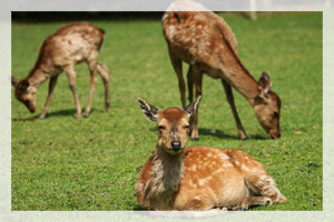 奈良公園